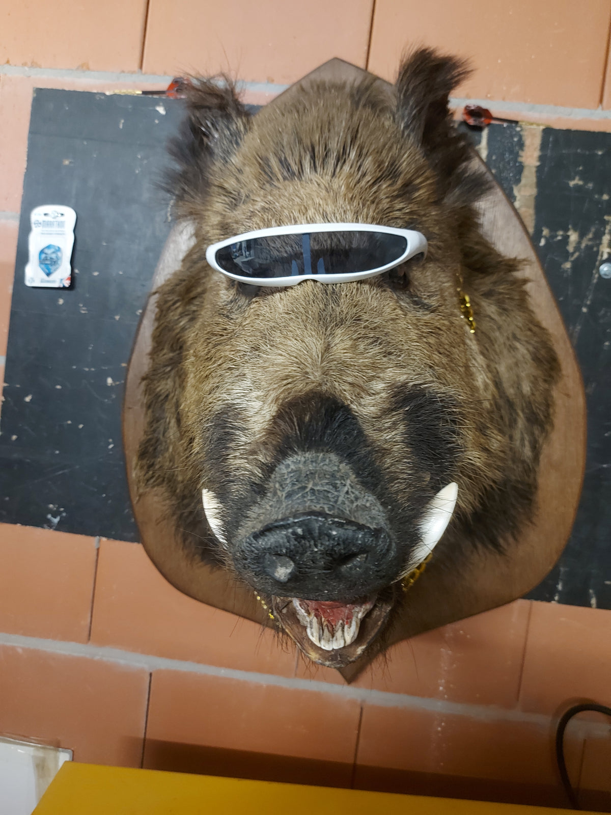 Turtles BEBOP Taxidermie project